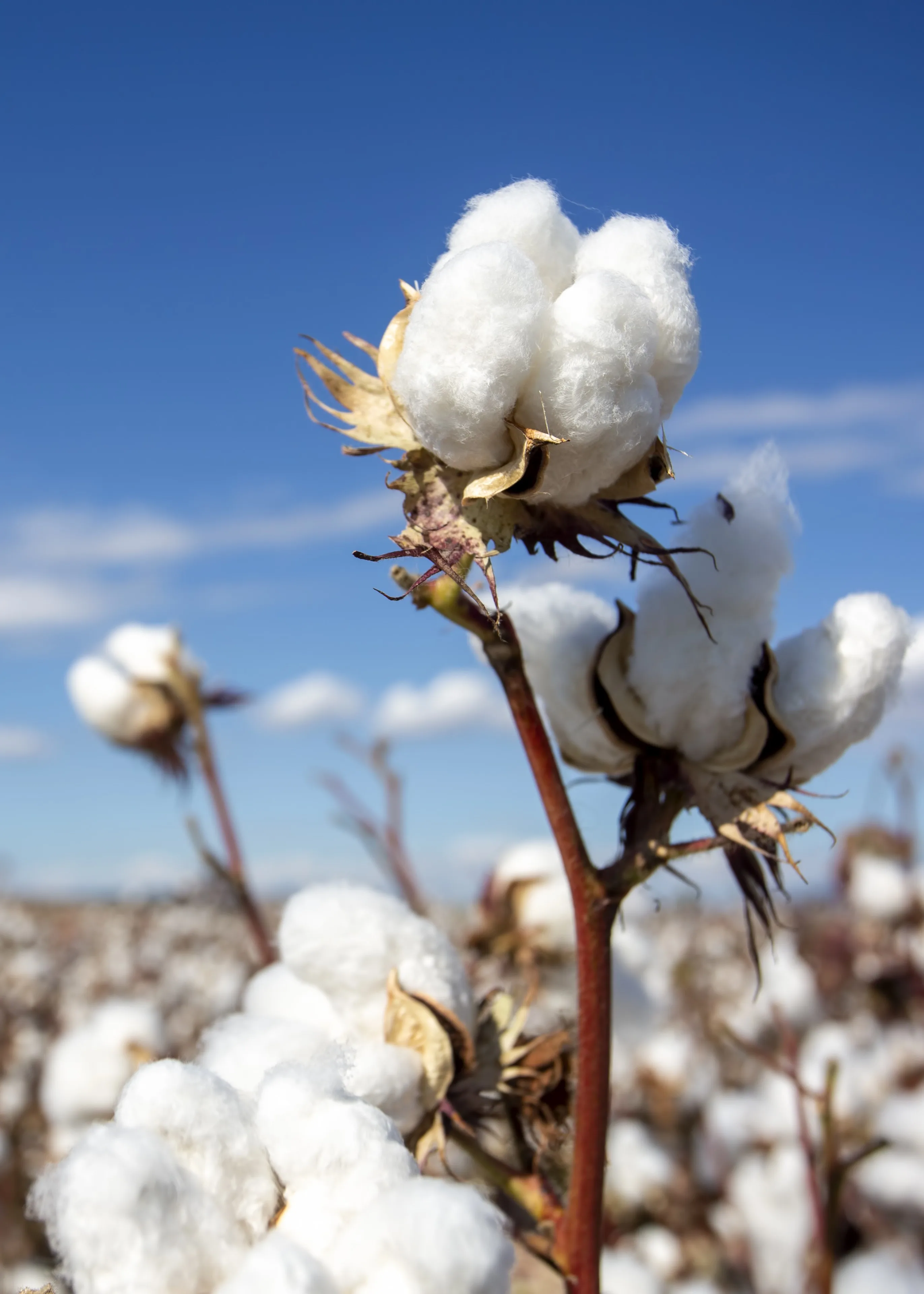 access_to_local_cotton