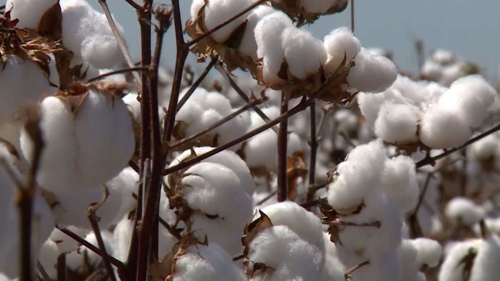 Access To  Local Cotton